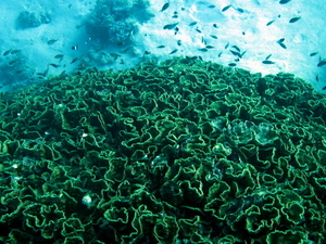 Koral kubelkowy   turbinaria reniformis   leafy cup coral