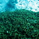 Koral kubelkowy   turbinaria reniformis   leafy cup coral