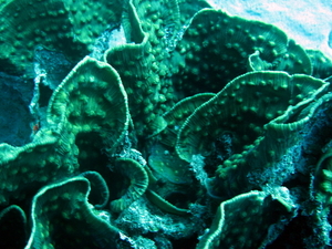 Koral kubelkowy   turbinaria reniformis   leafy cup coral 3