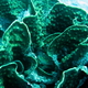 Koral kubelkowy   turbinaria reniformis   leafy cup coral 3