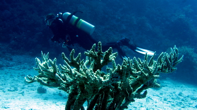 Koral losie rogi