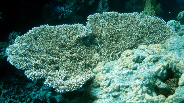 Koral 10