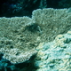 Koral 10