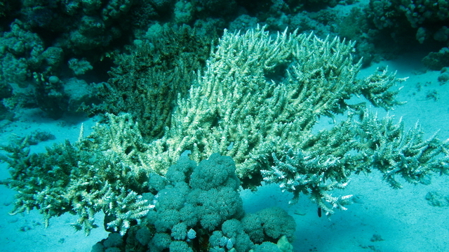 Koral 22