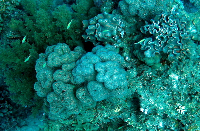 Koral 26