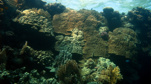 Koral 27