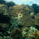 Koral 27