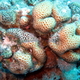 Koral 31