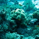 Koral 35