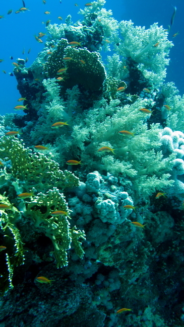 Koral 36