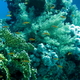 Koral 36