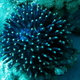 Koral niebieski