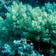 Koralowiec miekki  bialy   litophyton sp  01 