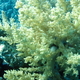 Koralowiec miekki bialy 2   litophyton sp  01 