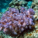 Koralowiec miekki purpurowy   litophyton sp  02  