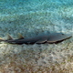 Raja   shovelnose guitarfish   glaucostegus typus