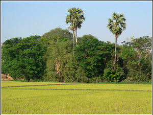 Myanmar 1733