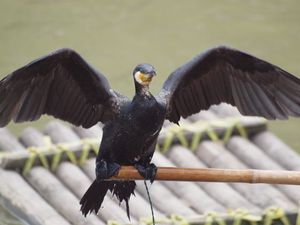 kormorany używane do łowienia ryb