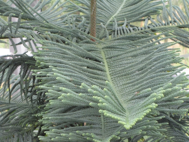 Palm zg34