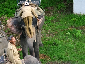 Dosiadanie słonia