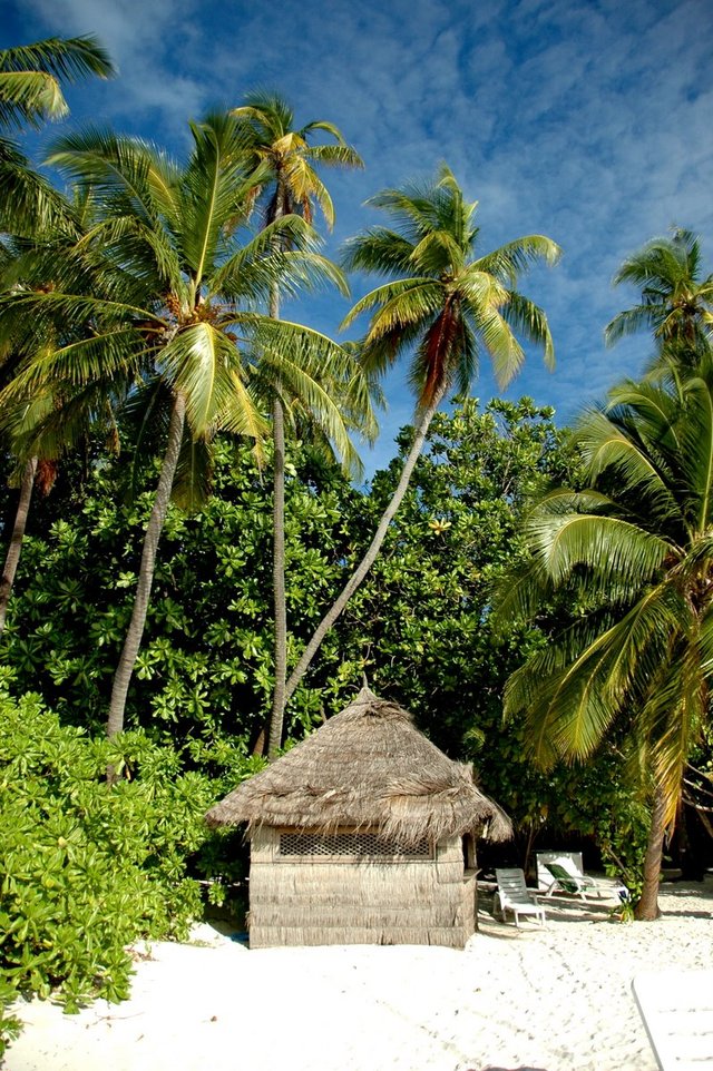 291036 - Malediwy Pod Palma