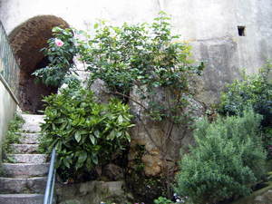 Vrbnik