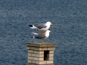 Vrbnik