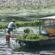 Zbiór wodorostów na rzece Li