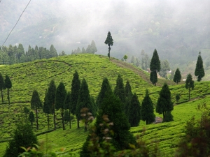 Pola herbaciane w Darjeeling