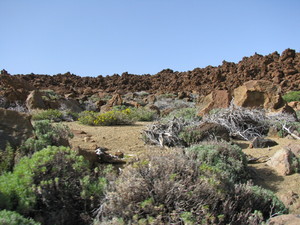 Parque del Teide 