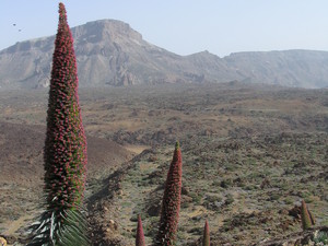 Parque del Teide 