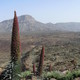 Parque del Teide 