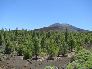 Parque del Teide 