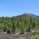 Parque del Teide 