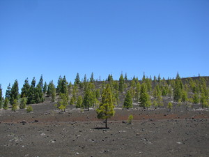 Parque del Teide 
