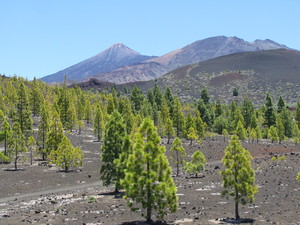 Parque del Teide 