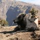 Góry Simien