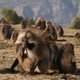 Pawiany gelada