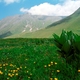 Zielony Kaukaz