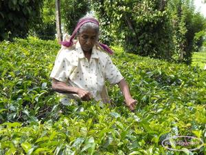 Tamilka na plantacji herbaty