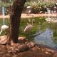 dostojne flamingi