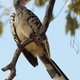 Chobe, Botswana