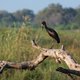 Kleszczak afrykański, Chobe, Botswana