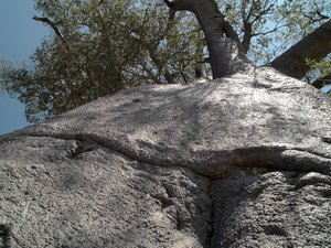 Baobab inaczej, Botswana