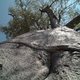 Baobab inaczej, Botswana