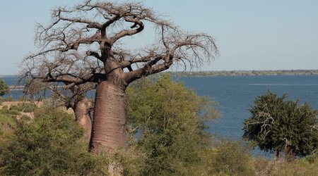 Baobaby nad Linyanti, Botswana