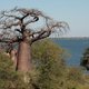 Baobaby nad Linyanti, Botswana