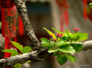 Pekin - park Bei Hai