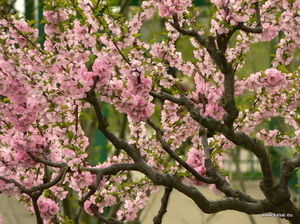Pekin - park Bei Hai