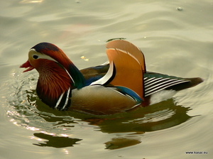 Pekin - park Bei Hai